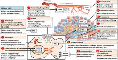 Targeting Molecular Inflammatory Pathways in Granuloma as Host-Directed Therapies for Tuberculosis